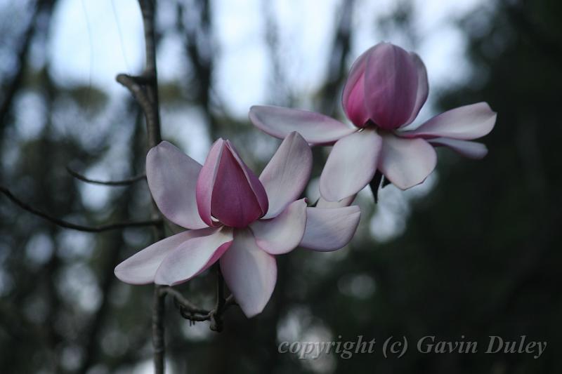 Magnolia, Tindale Gardens IMG_6868.JPG